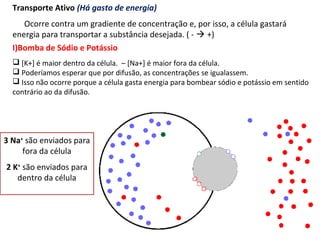 Transporte Ativo (Há gasto de energia)
Ocorre contra um gradiente de concentração e, por isso, a célula gastará
energia para transportar a substância desejada. ( -  +)
I)Bomba de Sódio e Potássio
 [K+] é maior dentro da célula. – [Na+] é maior fora da célula.
 Poderíamos esperar que por difusão, as concentrações se igualassem.
 Isso não ocorre porque a célula gasta energia para bombear sódio e potássio em sentido
contrário ao da difusão.
3 Na+
são enviados para
fora da célula
2 K+
são enviados para
dentro da célula
 