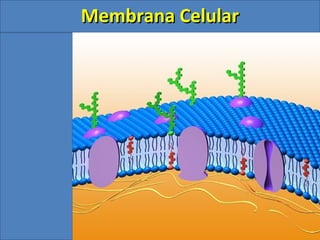 Membrana CelularMembrana Celular
 