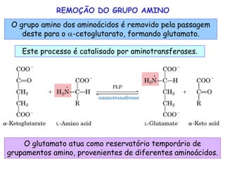 Aula 4 - metabolismos de aminoácidos e P | PPT