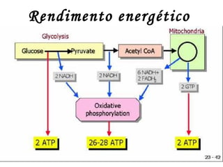 Rendimento energético 
