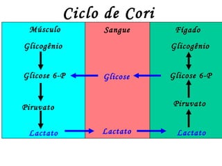 Ciclo de Cori Músculo Sangue Fígado Glicogênio Glicogênio Glicose 6-P Glicose 6-P Piruvato Lactato Piruvato Lactato Glicose  O músculo não converte glicose6-P em glicose Lactato  