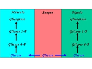 Músculo Sangue Fígado Glicogênio Glicogênio Glicose 1-P Glicose 1-P Glicose 6-P Glicose  Glicose 6-P Glicose  Glicose  