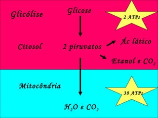 Glicólise Citosol Glicose 2 piruvatos Ác lático Etanol e CO 2 Mitocôndria H 2 O e CO 2 2 ATPs 38 ATPs 