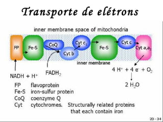 Transporte de elétrons 