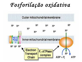Fosforilação oxidativa                                                                                                            