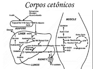 Corpos cetônicos