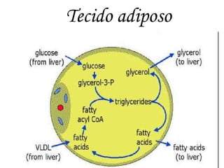 Tecido adiposo