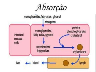 Absorção