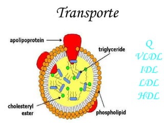 Transporte
Lipoproteínas
Q
VLDL
IDL
LDL
HDL