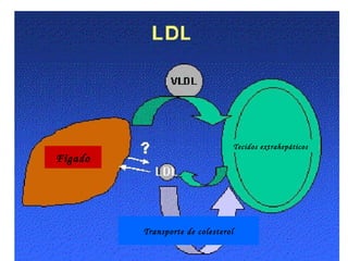 Tecidos extrahepáticos
Fígado
Transporte de colesterol