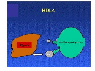Tecidos extrahepáticos
Fígado
HDL