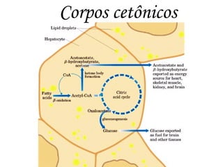Corpos cetônicos