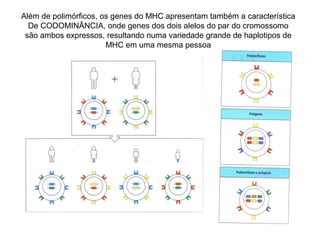 Além de polimórficos, os genes do MHC apresentam também a característica
De CODOMINÂNCIA, onde genes dos dois alelos do par do cromossomo
são ambos expressos, resultando numa variedade grande de haplotipos de
MHC em uma mesma pessoa

 