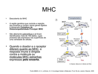 MHC
•

Descoberta do MHC

•

A região genética que controla a rejeição
dos enxertos e contem vários genes ligados
é designado Complexo de 
Histocompatibilidade Principal- MHC

•

São altamente polimórficos e já foram
identificados mais de 150 alelos, cujos
produtos são expressos nas superfícies de
uma variedade de células.

•

Quando o doador e o receptor
diferem quanto ao MHC, a
resposta imune é dirigida
contra a molécula ou
moléculas MHC estranhas
expressas pelo enxerto.

Fonte:ABBAS, A. K., Lichtman, A. H. Imunologia Celular e Molecular, 5º ed. Rio de. Janeiro: Elsevier, 2005

 