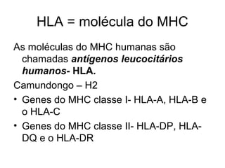 HLA = molécula do MHC
As moléculas do MHC humanas são
chamadas antígenos leucocitários
humanos- HLA.
Camundongo – H2
• Genes do MHC classe I- HLA-A, HLA-B e
o HLA-C
• Genes do MHC classe II- HLA-DP, HLADQ e o HLA-DR

 
