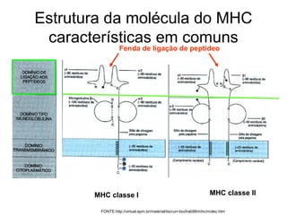 Estrutura da molécula do MHC
características em comuns
Fenda de ligação de peptídeo

MHC classe I

MHC classe II

FONTE:http://virtual.epm.br/material/tis/curr-bio/trab99/mhc/molec.htm

 