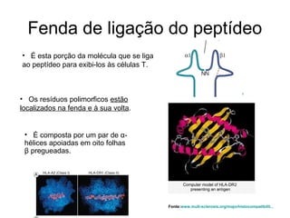Fenda de ligação do peptídeo
• É esta porção da molécula que se liga
ao peptídeo para exibi-los às células T.

• Os resíduos polimorficos estão
localizados na fenda e à sua volta.

• É composta por um par de αhélices apoiadas em oito folhas
β pregueadas.

Fonte:www.mult-sclerosis.org/majorhistocompatibilit...

 