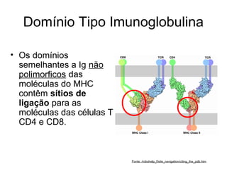 Domínio Tipo Imunoglobulina
• Os domínios
semelhantes a Ig não
polimorficos das
moléculas do MHC
contêm sítios de
ligação para as
moléculas das células T
CD4 e CD8.

Fonte: /robohelp_f/site_navigation/citing_the_pdb.htm

 