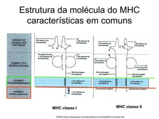 Estrutura da molécula do MHC
características em comuns

MHC classe I

MHC classe II

FONTE:http://virtual.epm.br/material/tis/curr-bio/trab99/mhc/molec.htm

 