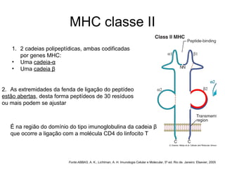 MHC classe II
1. 2 cadeias polipeptídicas, ambas codificadas
por genes MHC:
• Uma cadeia-α
• Uma cadeia β

2. As extremidades da fenda de ligação do peptídeo
estão abertas, desta forma peptídeos de 30 resíduos
ou mais podem se ajustar

É na região do domínio do tipo imunoglobulina da cadeia β
que ocorre a ligação com a molécula CD4 do linfocito T

Fonte:ABBAS, A. K., Lichtman, A. H. Imunologia Celular e Molecular, 5º ed. Rio de. Janeiro: Elsevier, 2005

 