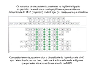 Os resíduos de ancoramento presentes na região de ligação
ao peptídeo determinam a quais peptídeos aquela molécula
determinada de MHC (haplotipo) poderá ligar (ou não) e com que afinidade

Conseqüentemente, quanto maior a diversidade de haplotipos de MHC
que determinada pessoa tiver, maior será a diversidade de antígenos
que poderão ser apresentados através do MHC

 