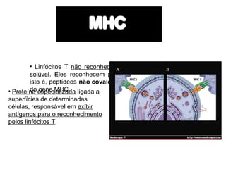 • Linfócitos T não reconhecem antígenos na forma livre ou
solúvel. Eles reconhecem porções de antígenos protéicos,
isto é, peptídeos não covalentemente ligados aos produtos
do gene MHC.
• Proteína especializada ligada a
superfícies de determinadas
células, responsável em exibir
antígenos para o reconhecimento
pelos linfócitos T.

 