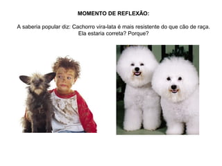 MOMENTO DE REFLEXÃO:
A saberia popular diz: Cachorro vira-lata é mais resistente do que cão de raça.
Ela estaria correta? Porque?

 