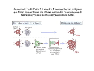 Ao contrário do Linfócito B, Linfócitos T só reconhecem antígenos
que forem apresentados por células, ancorados nas moléculas do
Complexo Principal de Histocompatibilidade (MHC)

 
