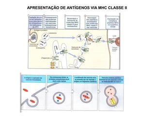 APRESENTAÇÃO DE ANTÍGENOS VIA MHC CLASSE II

 