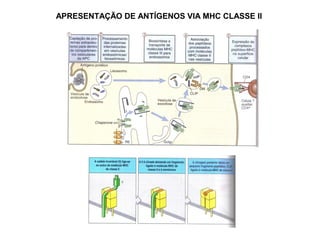 APRESENTAÇÃO DE ANTÍGENOS VIA MHC CLASSE II

 