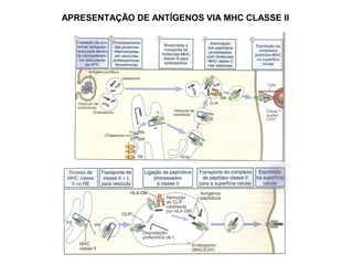 APRESENTAÇÃO DE ANTÍGENOS VIA MHC CLASSE II

 