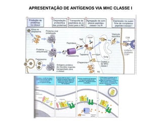 APRESENTAÇÃO DE ANTÍGENOS VIA MHC CLASSE I

 