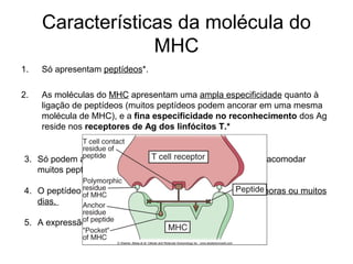 Características da molécula do
MHC
1.

Só apresentam peptídeos*.

2.

As moléculas do MHC apresentam uma ampla especificidade quanto à
ligação de peptídeos (muitos peptídeos podem ancorar em uma mesma
molécula de MHC), e a fina especificidade no reconhecimento dos Ag
reside nos receptores de Ag dos linfócitos T.*

3. Só podem apresentar um peptídeo por vez, porem podem acomodar
muitos peptídeos diferentes.
4. O peptídeo pode permanecer associado ao MHC durante horas ou muitos
dias.
5. A expressão das mol. do MHC é regulada por citocinas.

 