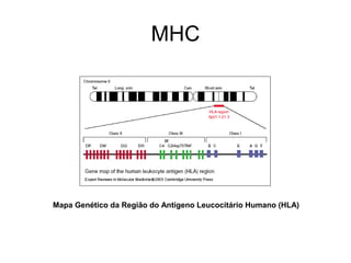 MHC

Mapa Genético da Região do Antígeno Leucocitário Humano (HLA)

 