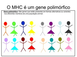 O MHC é um gene polimórfico
Gene polimórfico- São genes que estão presentes em formas alternativas ou variantes
nos diferentes membros de uma população animal.

 