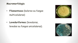 Micromorfologia
• Coloração (escuras ou hialinas) e
presença ou ausência de septos
nas hifas.
• Tamanho e forma dos conídi...