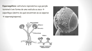 Macromorfologia de fungos filamentosos (bolores)
 