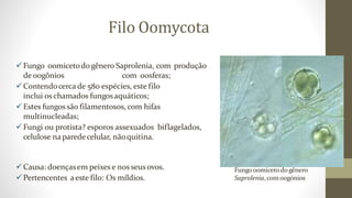 Filo Oomycota
Fungo oomicetodogênero Saprolenia, com produção
de oogônios com oosferas;
Contendocerca de 580 espécies, e...