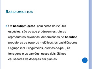 BASIDIOMICETOS
 Os basidiomicetos, com cerca de 22.000
espécies, são os que produzem estruturas
reprodutoras sexuadas, denominadas de basídios,
produtores de esporos meióticos, os basidiósporos.
O grupo inclui cogumelos, orelhas-de-pau, as
ferrugens e os carvões, esses dois últimos
causadores de doenças em plantas.
 
