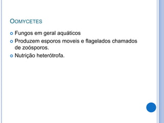 OOMYCETES
 Fungos em geral aquáticos
 Produzem esporos moveis e flagelados chamados
de zoósporos.
 Nutrição heterótrofa.
 