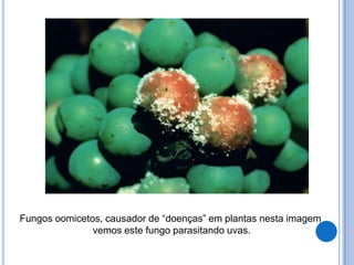 Fungos oomicetos, causador de “doenças” em plantas nesta imagem
vemos este fungo parasitando uvas.
 