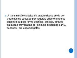  A transmissão clássica da esporotricose se da por
traumatismo causado por vegetais onde o fungo se
encontra ou pela forma zoofÌlica, ou seja, através
de lesões provocadas por animais infectados por S.
schenckii, em especial gatos,
 