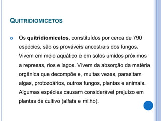QUITRIDIOMICETOS
 Os quitridiomicetos, constituídos por cerca de 790
espécies, são os prováveis ancestrais dos fungos.
Vivem em meio aquático e em solos úmidos próximos
a represas, rios e lagos. Vivem da absorção da matéria
orgânica que decompõe e, muitas vezes, parasitam
algas, protozoários, outros fungos, plantas e animais.
Algumas espécies causam considerável prejuízo em
plantas de cultivo (alfafa e milho).
 