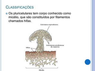 Aula micologia basica slide.pptx