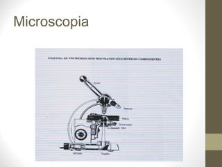 Microscopia 