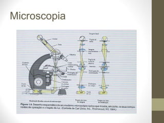 Microscopia 