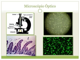 Microscópio Óptico
 