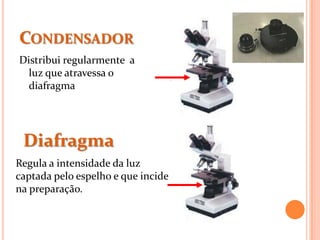 CONDENSADOR
Distribui regularmente a
luz que atravessa o
diafragma
Diafragma
Regula a intensidade da luz
captada pelo espelho e que incide
na preparação.
 