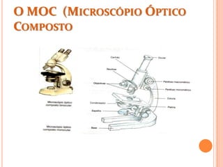 O MOC (MICROSCÓPIO ÓPTICO
COMPOSTO
 