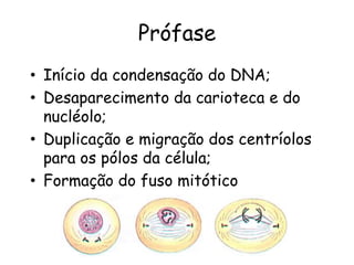 Prófase
• Início da condensação do DNA;
• Desaparecimento da carioteca e do
  nucléolo;
• Duplicação e migração dos centríolos
  para os pólos da célula;
• Formação do fuso mitótico
 